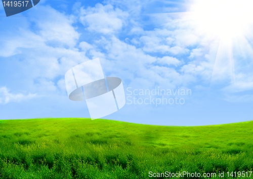 Image of Green grass