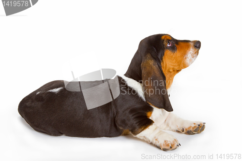 Image of Cute basset puppy
