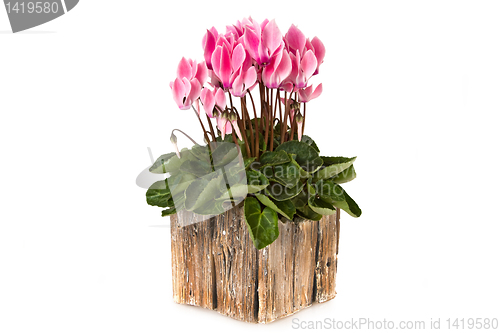 Image of Pink viola flowers