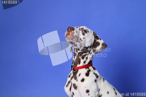 Image of Dalmation