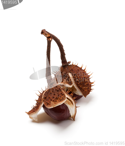 Image of Two horse chestnuts on branch