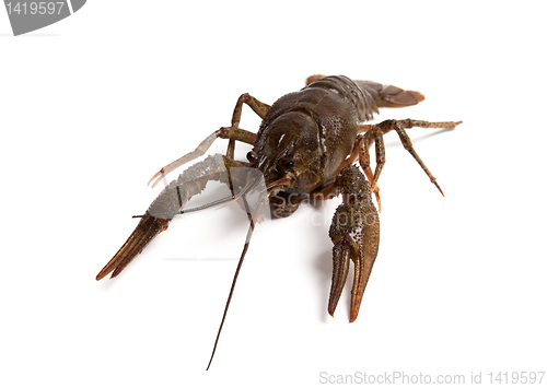 Image of Crawfish isolated on white background