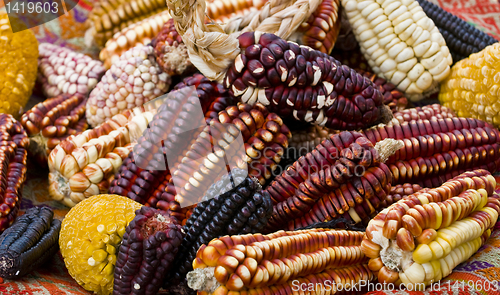 Image of Corn