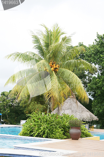 Image of Swimming pool next to a huge palm tree 
