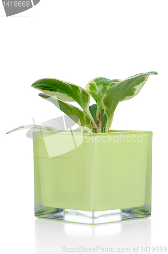 Image of Houseplant