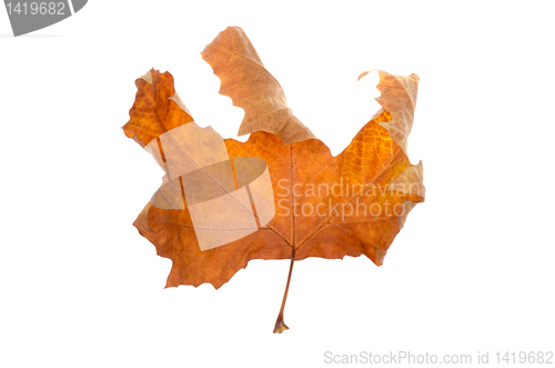 Image of Maple-leaf