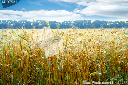 Image of grain field