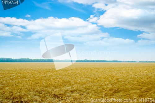 Image of grain field