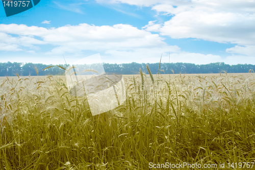 Image of grain field