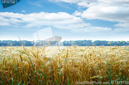 Image of grain field