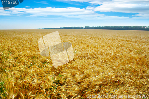 Image of grain field