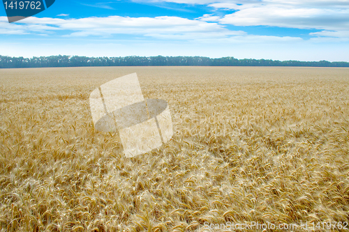 Image of grain field