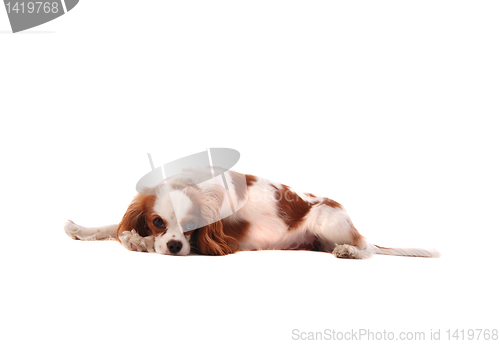 Image of Cavalier King Charles Spaniel Puppy