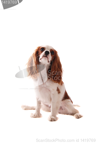 Image of Cavalier King Charles Spaniel