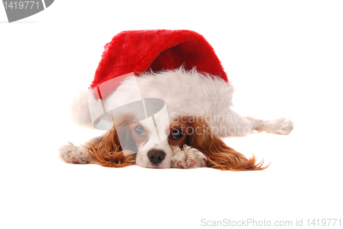 Image of Cavalier King Charles Spaniel in Santa Hat