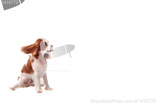 Image of Cavalier King Charles Spaniel