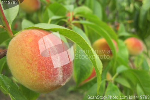 Image of peach as nice fruit food natural background