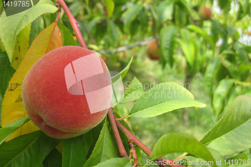 Image of peach as nice fruit food natural background