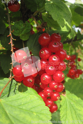 Image of red currant as nice fruit food natural background