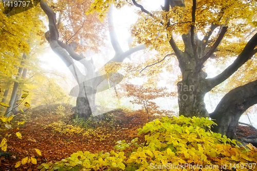 Image of yellow autumn forest