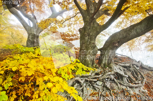 Image of yellow autumn forest