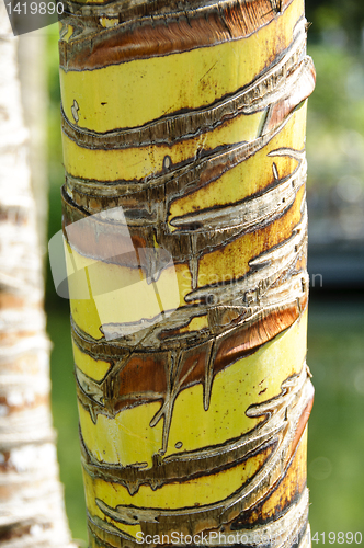 Image of Palm tree trunk texture