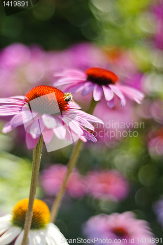 Image of Purple cone flower (Echinacea purpurea 