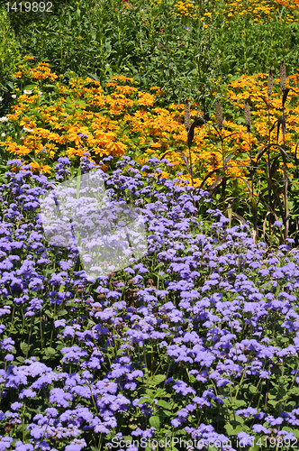 Image of Wild flowers (daisies and flossflowers flowers) background