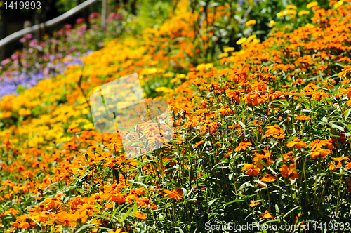 Image of Wild flowers background