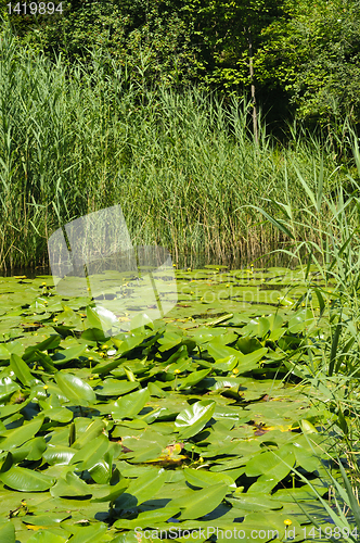 Image of Pond and water plants