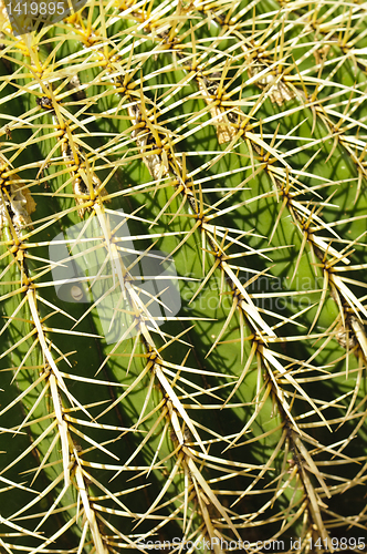 Image of Detail of a golden barrel (Echinocactus grusonii) cactus