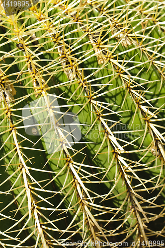 Image of Detail of a golden barrel (Echinocactus grusonii) cactus