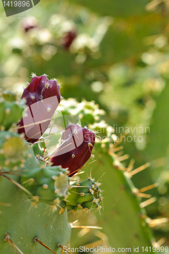 Image of Prickly pears fruits on a paddle cactus (Opuntia)