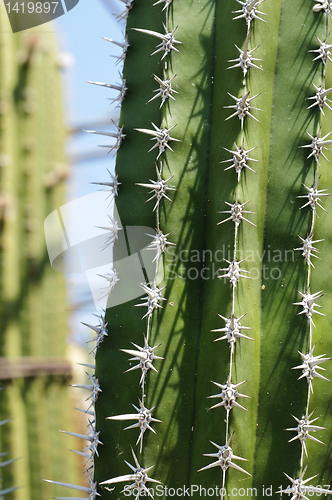Image of Detail of a Polaskia (or Heliabravoa) chende cactus