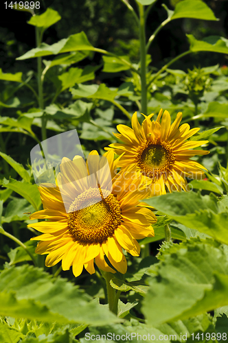 Image of Sunflowers (Helianthus annuus) in a field