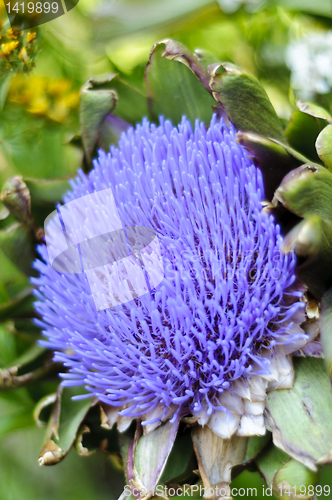 Image of Globe artichoke (Cynara cardunculus) blooming