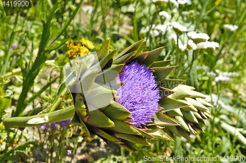 Image of Globe artichoke (Cynara cardunculus) blooming