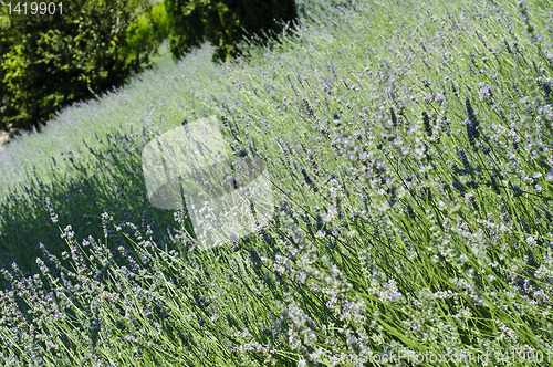 Image of Lavender (Lavandula) field