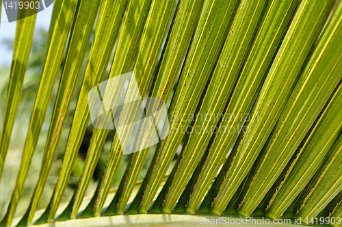 Image of Bottle palm (Hyophorbe Iagenicaulis) leaves