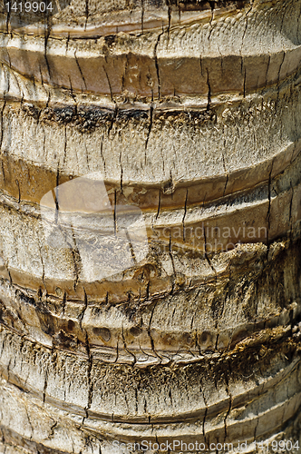 Image of Coconut palm (Cocos nucifera) trunk