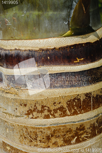 Image of Spindle palm (Hyophorbe verschaffeltii) trunk