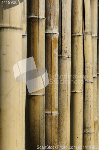 Image of Bamboo stalks (Phyllostachys vivas 