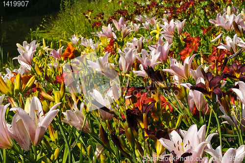 Image of Lily flowers field background