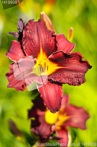 Image of Beautiful purple Daylily Hemerocallis flower