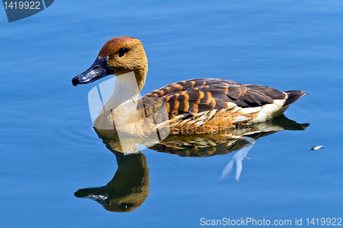 Image of wild duck in the lake