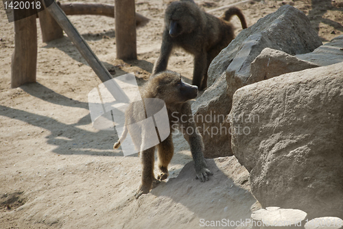 Image of Baboon