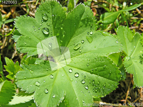 Image of water dew on grass