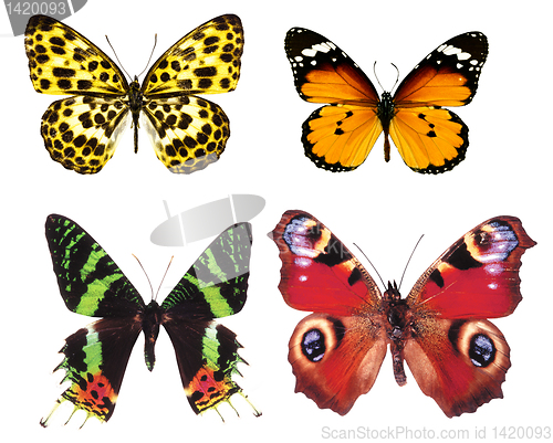 Image of butterfly isolated    