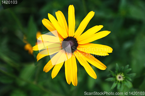 Image of isolated  flower