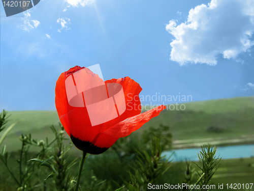 Image of poppy on blue sky